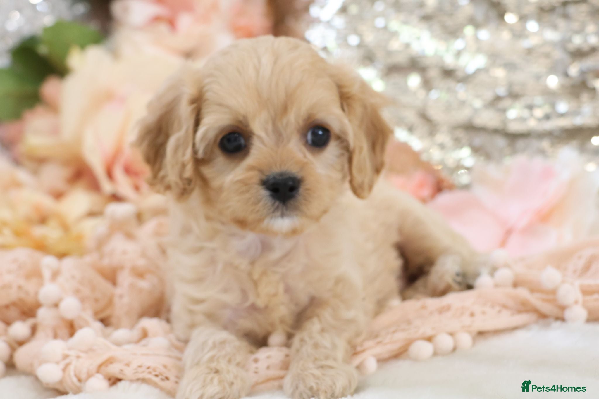 Cavapoo dogs Health Tested Cavapoo Puppies - Advert 9