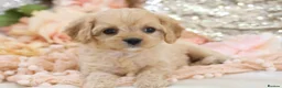 Cavapoo dogs for sale: Health Tested Cavapoo Puppies - Advert 1
