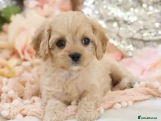 Cavapoo dogs Health Tested Cavapoo Puppies - Advert 9