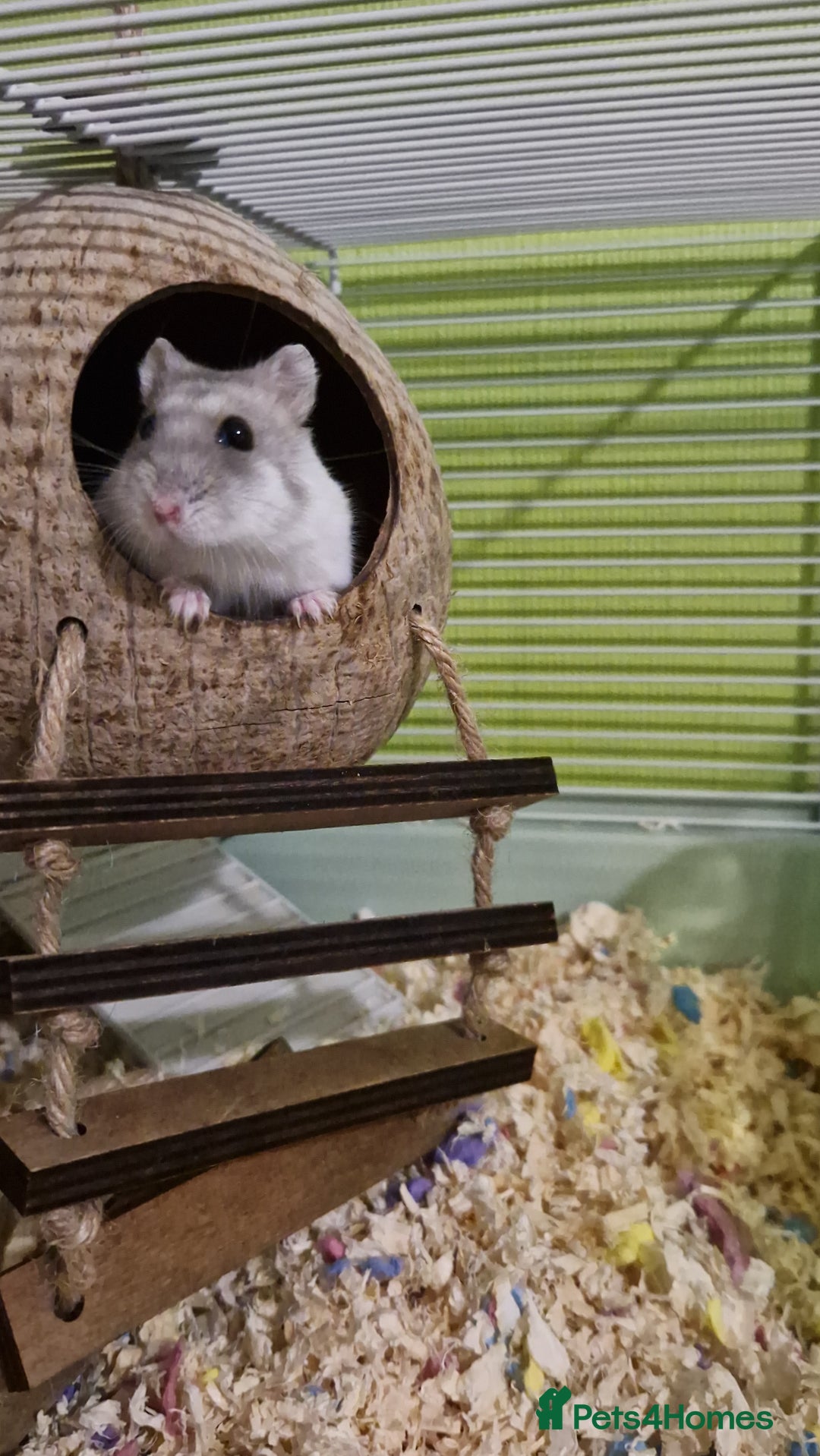 Hamster rodents for sale: New home needed  - Advert 2
