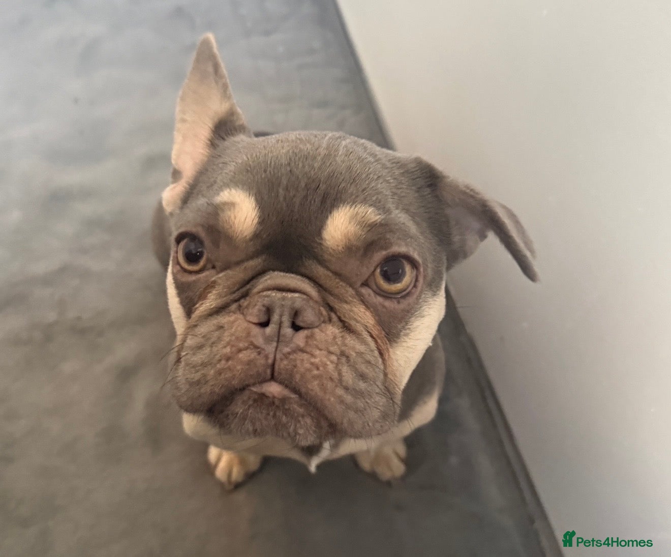 French Bulldog dogs Beautiful Blue & Tan French bulldog Girl  🐾❤️ - Advert 2
