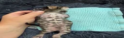 Bengal cats for sale: Beautiful Bengal cross kittens  - Advert 8