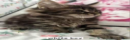 Ragcoon cats for sale: Beautiful Ragcoons  - Advert 1