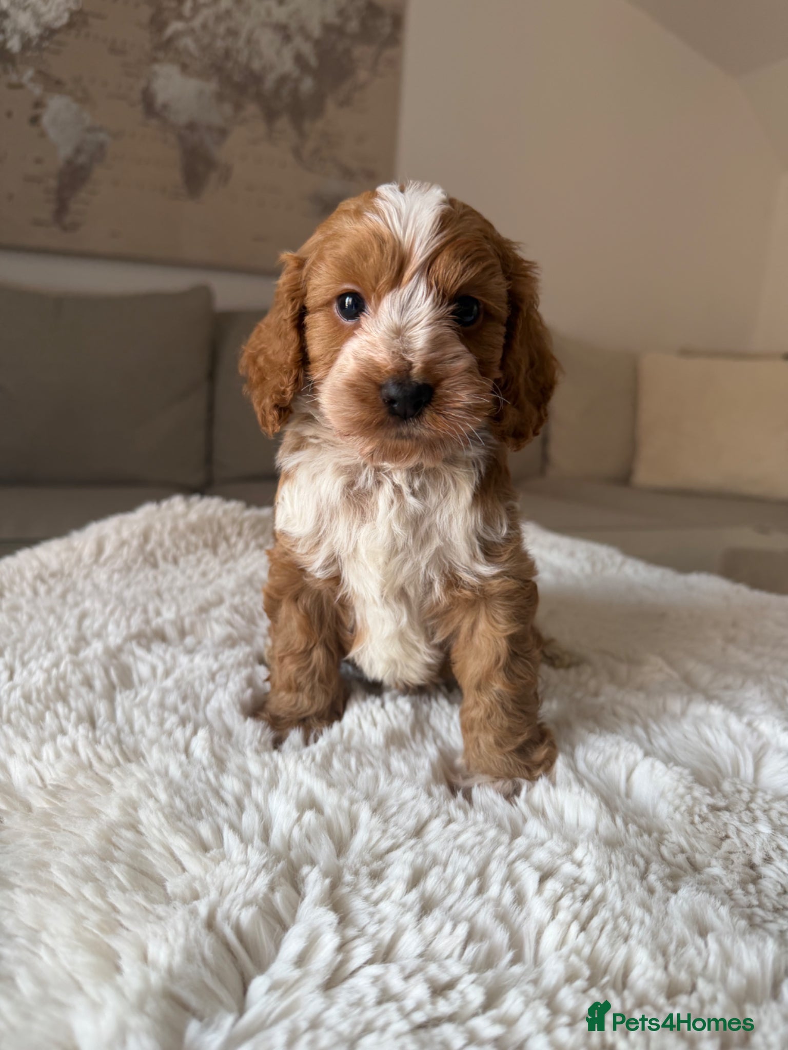 Cockapoo dogs Stunning  F1 Cockapoos PRA Clear Pedigree Parents - Advert 3