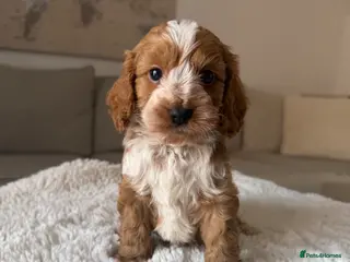 Cockapoo dogs Stunning F1 Cockapoos PRA Clear Pedigree Parents - Advert 1