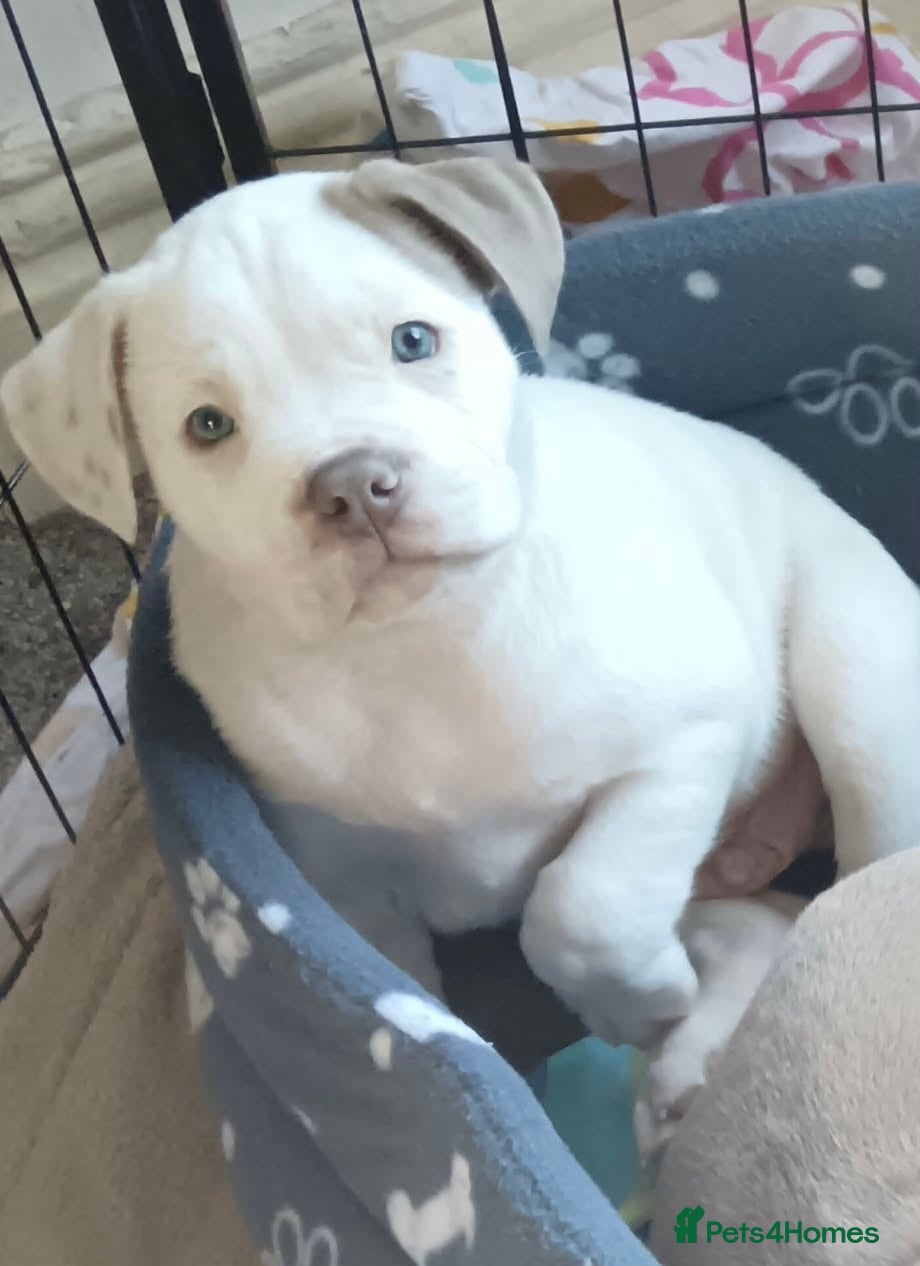 Mixed Breed dogs OLD ENGLISH BULLDOG X - Advert 11