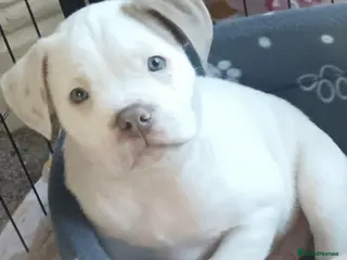 Mixed Breed dogs OLD ENGLISH BULLDOG X - Advert 11