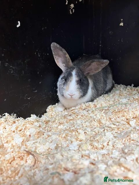 Mixed Breed rabbits Rabbits for Sale  - Advert 1
