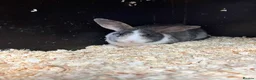 Mixed Breed rabbits for sale: Rabbits for Sale  - Advert 1