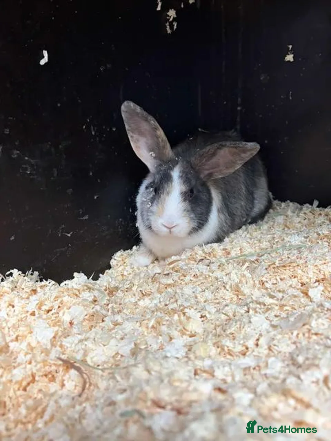 Mixed Breed rabbits for sale: Rabbits for Sale  - Advert 1