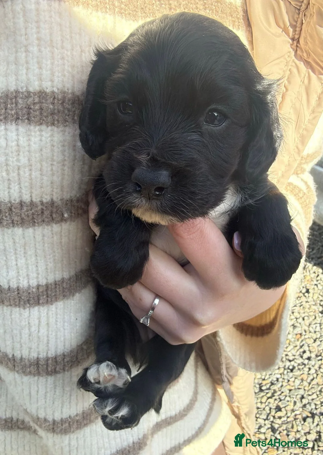 Cocker Spaniel dogs for sale: Gorgeous Litter of Cocker Spaniel Puppies in Inverness - Advert 2