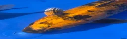 Koi Carp fish for sale: Large Koi Carp 10-12 & 12-14 Inch Stunning Koi - Advert 6