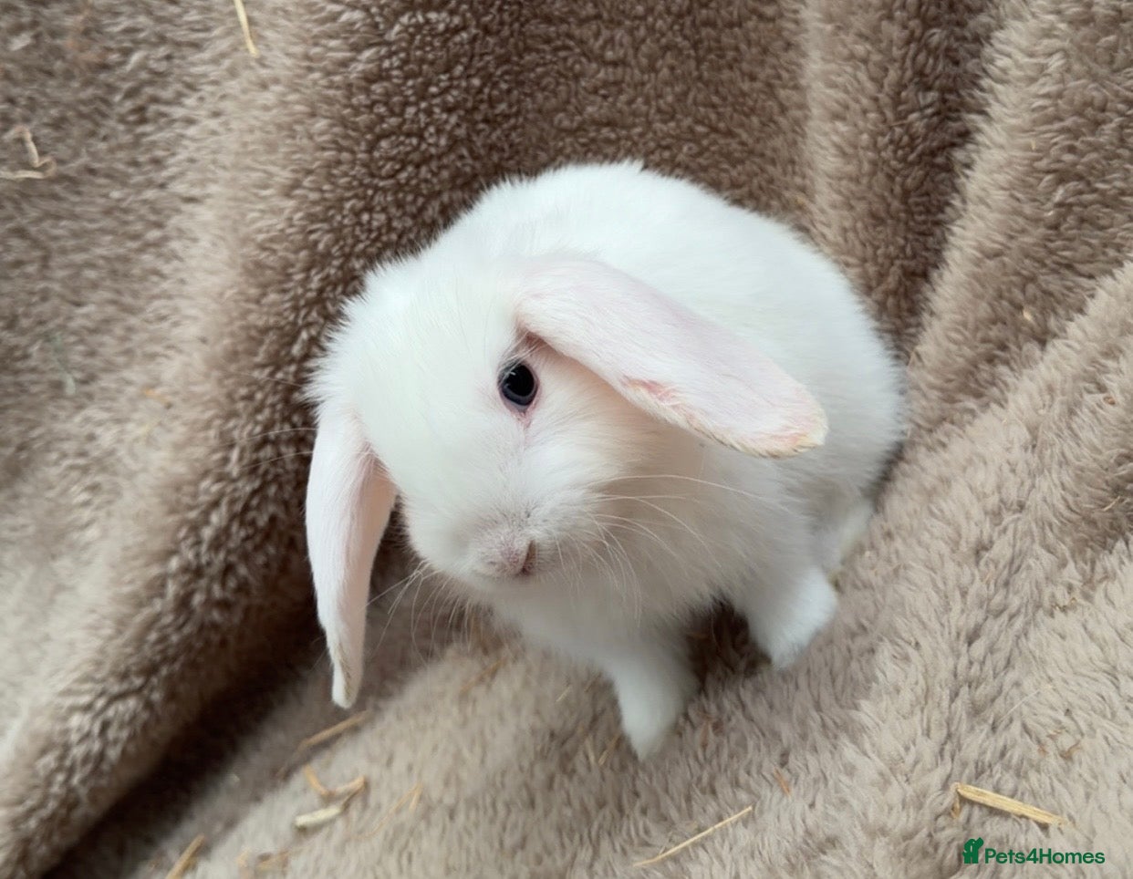 Mini Lop rabbits Last one - Pure bred mini lops  - Advert 4