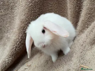 Mini Lop rabbits Last one - Pure bred mini lops - Advert 4