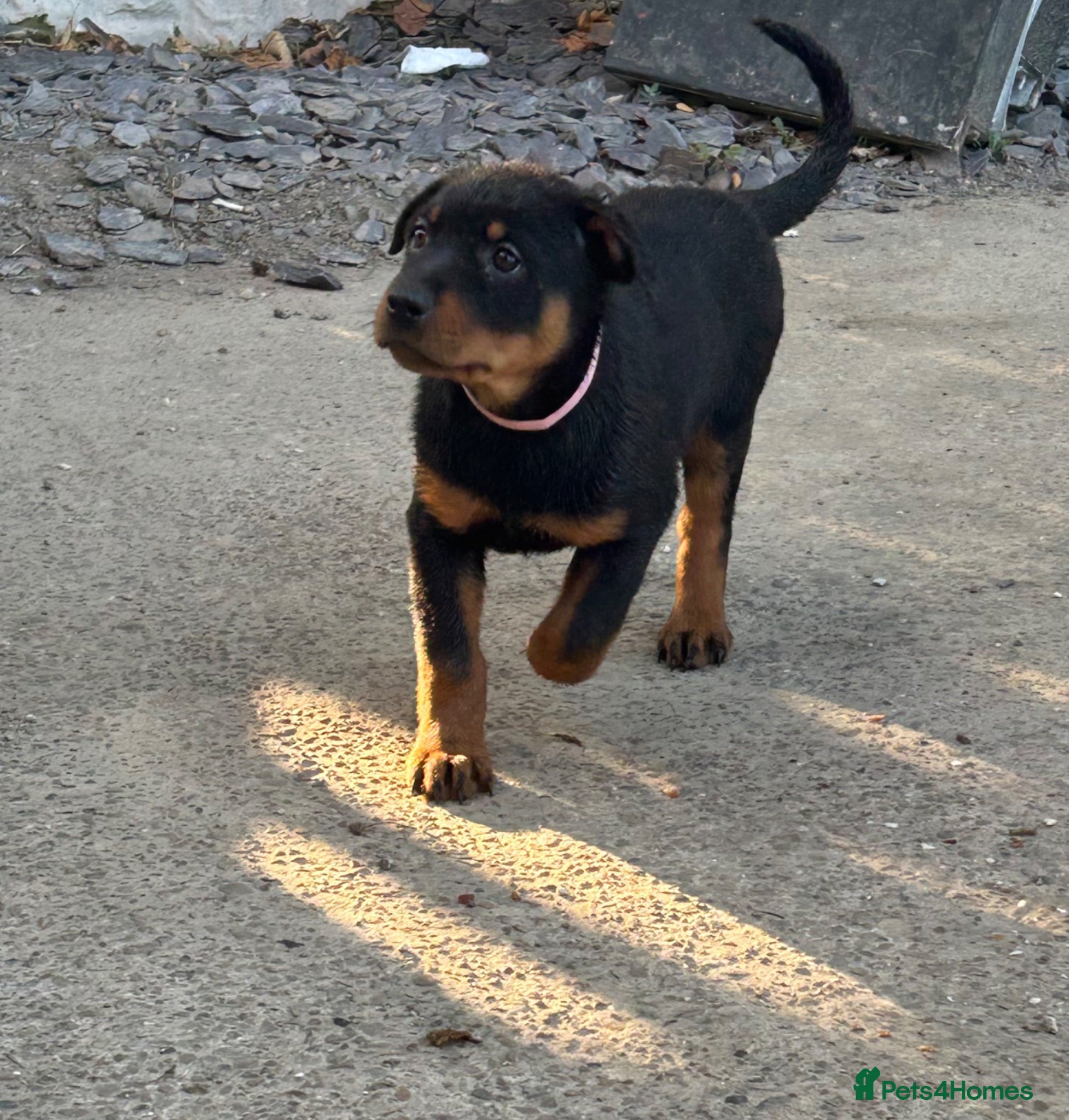 Rottweiler dogs 9 CHUNKY ROTTWEILER PUPPIES FOR SALE  - Advert 3