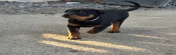 Rottweiler dogs for sale: 9 CHUNKY ROTTWEILER PUPPIES FOR SALE  - Advert 1