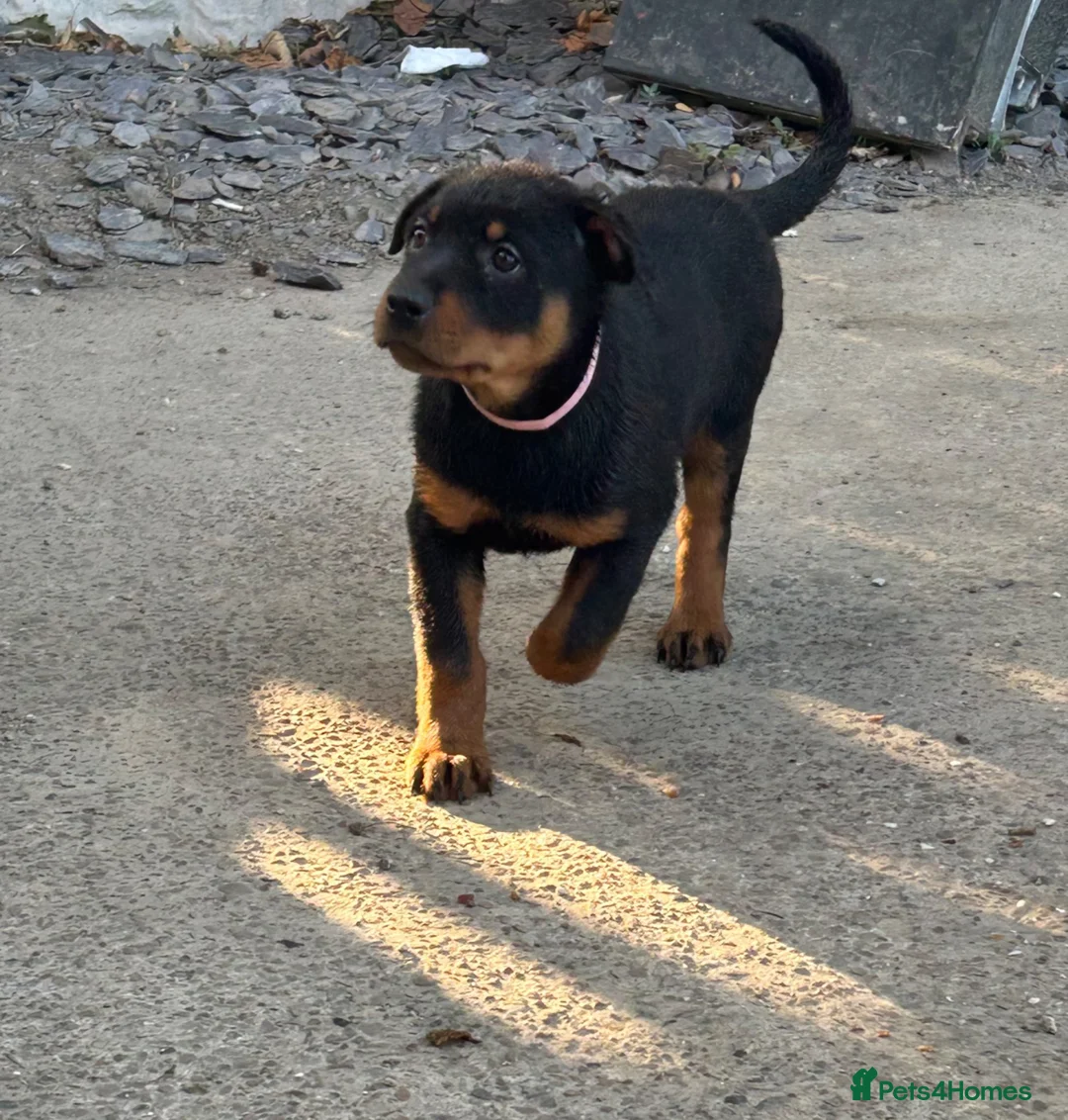 Rottweiler dogs for sale: 9 CHUNKY ROTTWEILER PUPPIES FOR SALE  - Advert 1