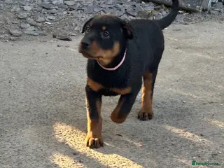 Rottweiler dogs 9 CHUNKY ROTTWEILER PUPPIES FOR SALE - Advert 3