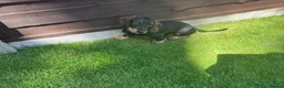 Dachshund dogs for sale: Standard Wirehaired Dachshund Puppy - Advert 12