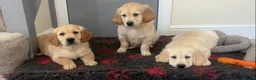 Golden Retriever dogs for sale: Beautiful golden retriever puppies  - Advert 5