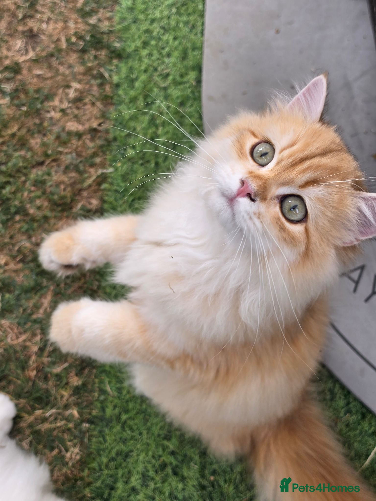 British Longhair cats for sale: British Longhair WCF Champion Kittens ⭐  - Advert 2