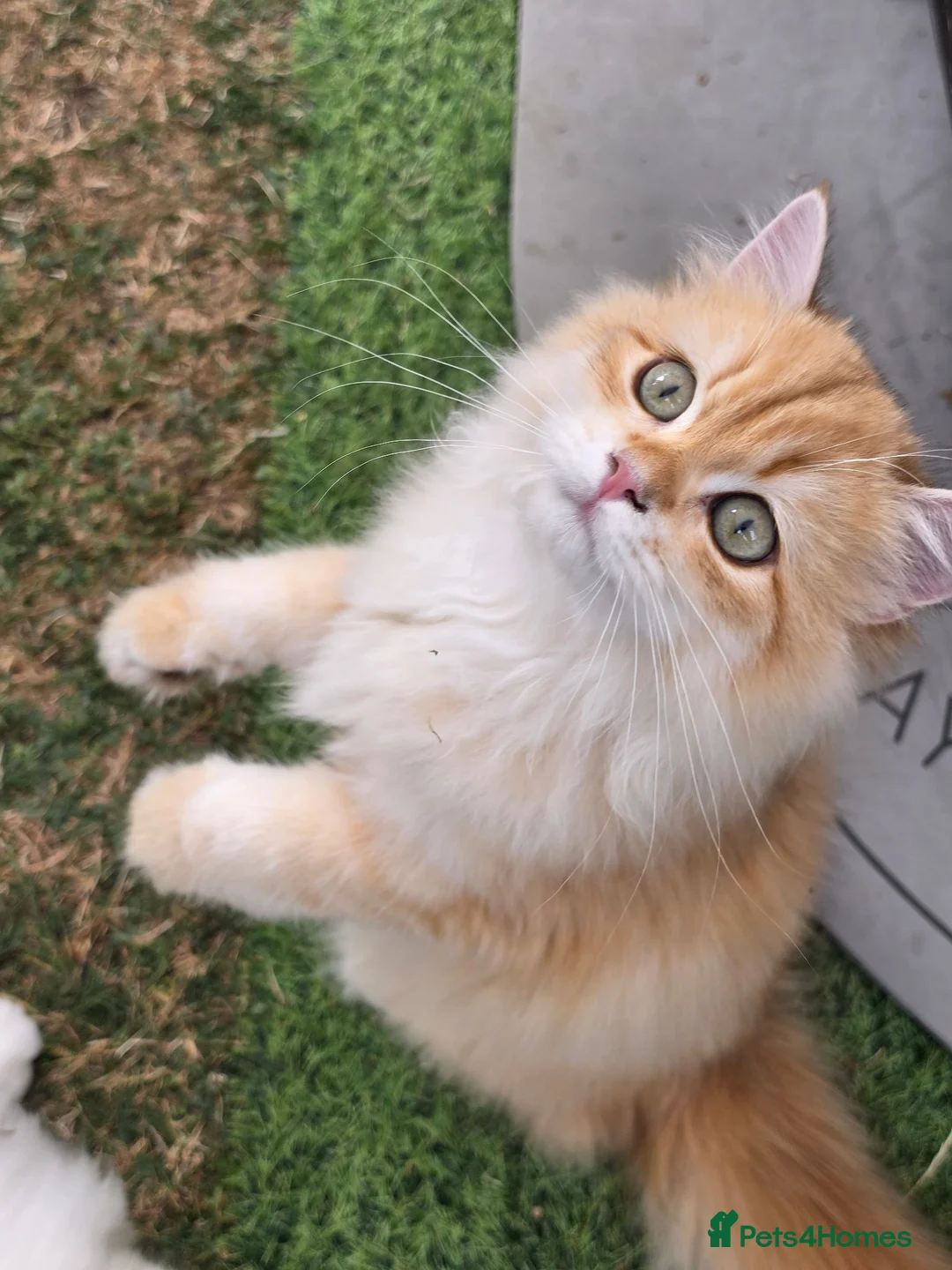 British Longhair cats for sale: British Longhair WCF Champion Kittens ⭐  - Advert 1