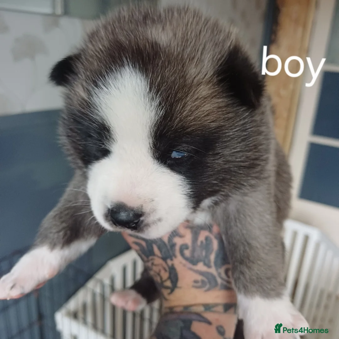 Akita dogs for sale: American akita puppies  in Stoke-on-Trent - Advert 2