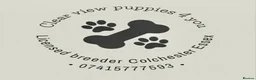 Cavalier King Charles Spaniel dogs for sale: Clearviews Classic Cavalier King Charles Spaniels - Advert 9
