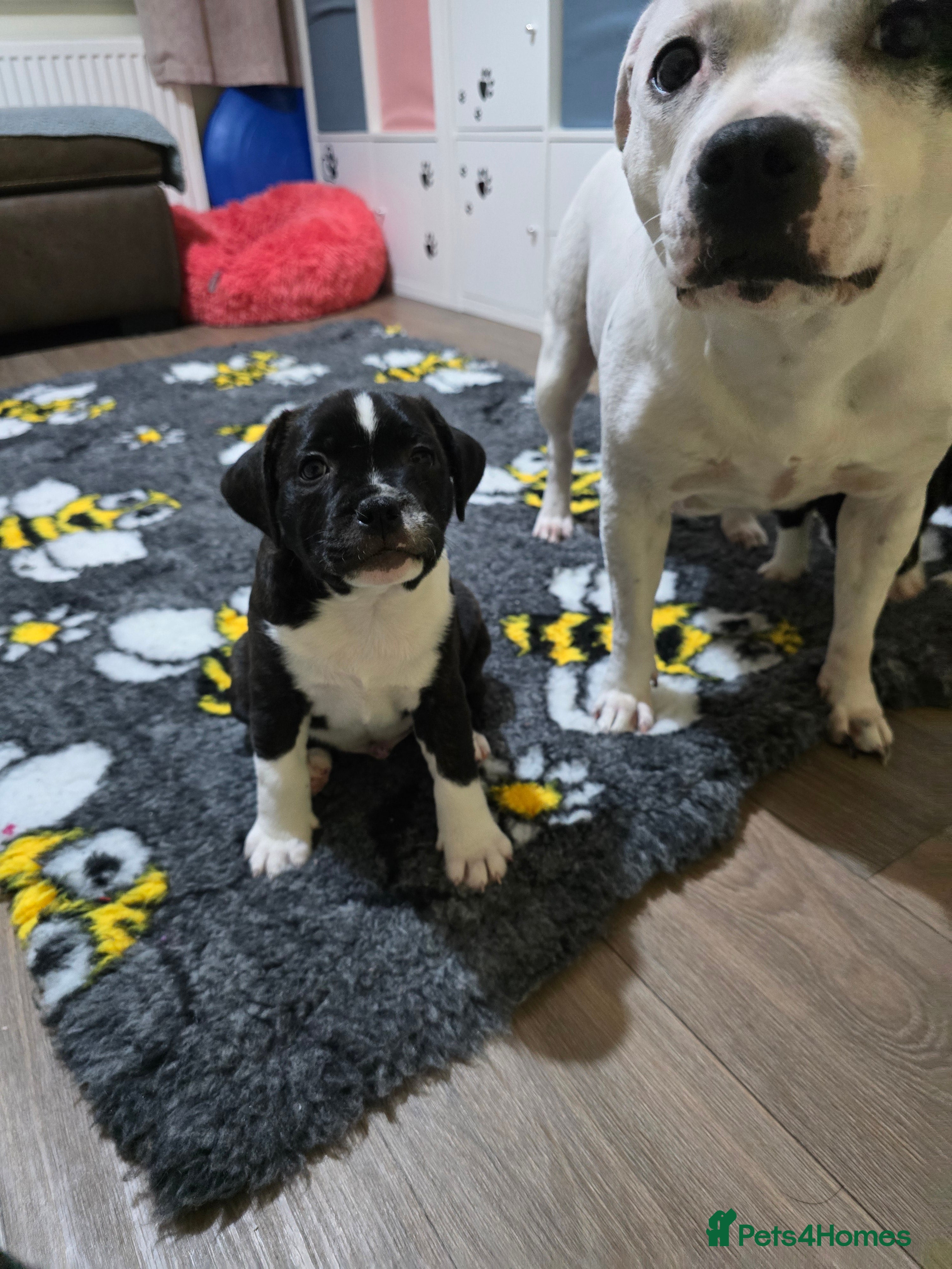 Staffordshire Bull Terrier dogs COI 2.5 Stunning SBT puppies - Advert 3