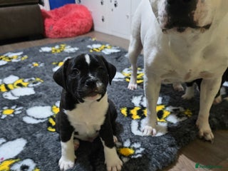 Staffordshire Bull Terrier dogs COI 2.5 Stunning SBT puppies - Advert 2