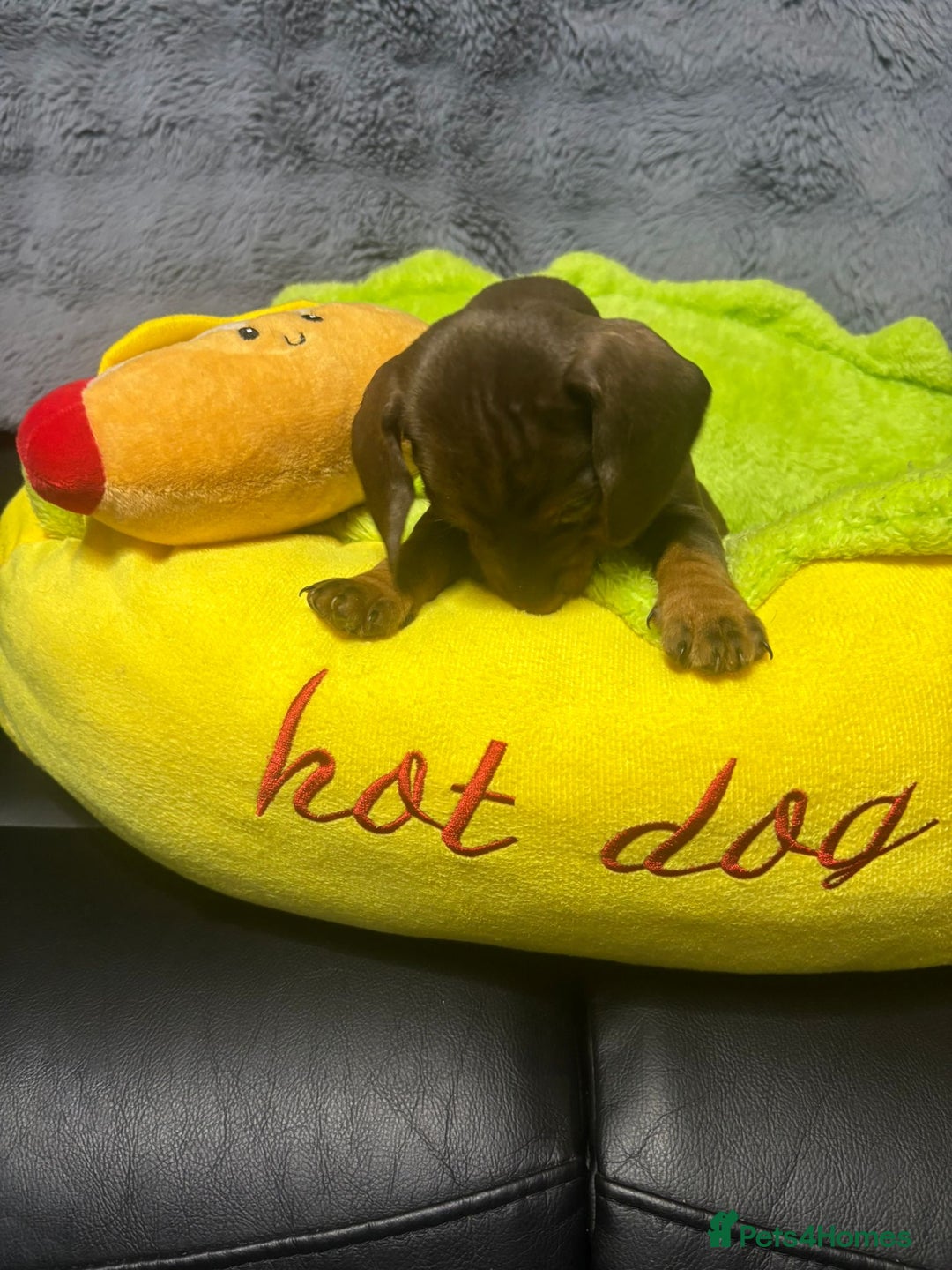 Dachshund dogs for sale: Miniature Dachshund pups £1000 - Image 9