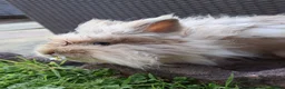Lionhead rabbits for sale: Rabbit looking for new forever home  - Advert 2
