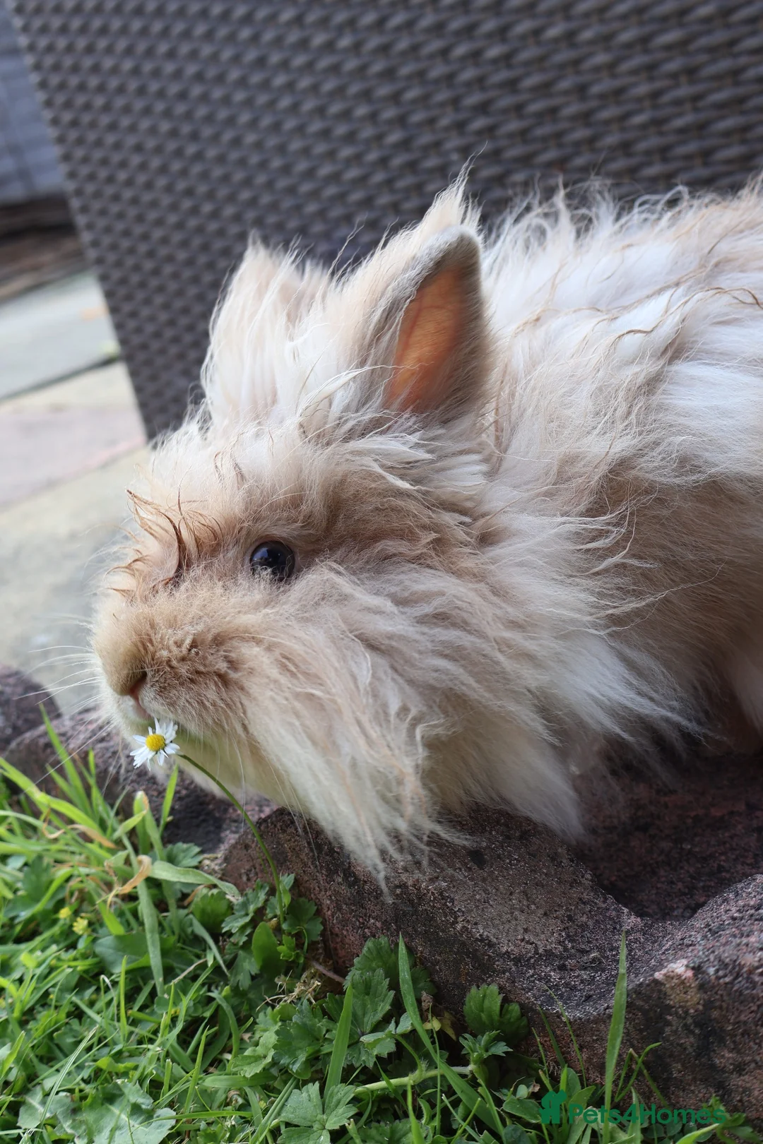 Lionhead rabbits for sale: Rabbit looking for new forever home  - Advert 2
