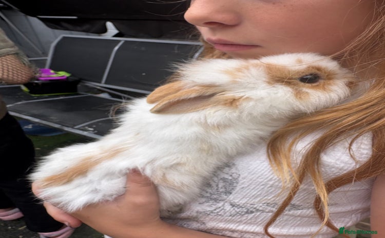 Mixed Breed rabbits - Advert 7