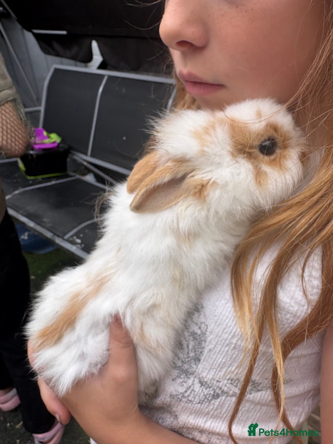 Mixed Breed rabbits for sale: 4 baby rabbits for sale.  - Image 2