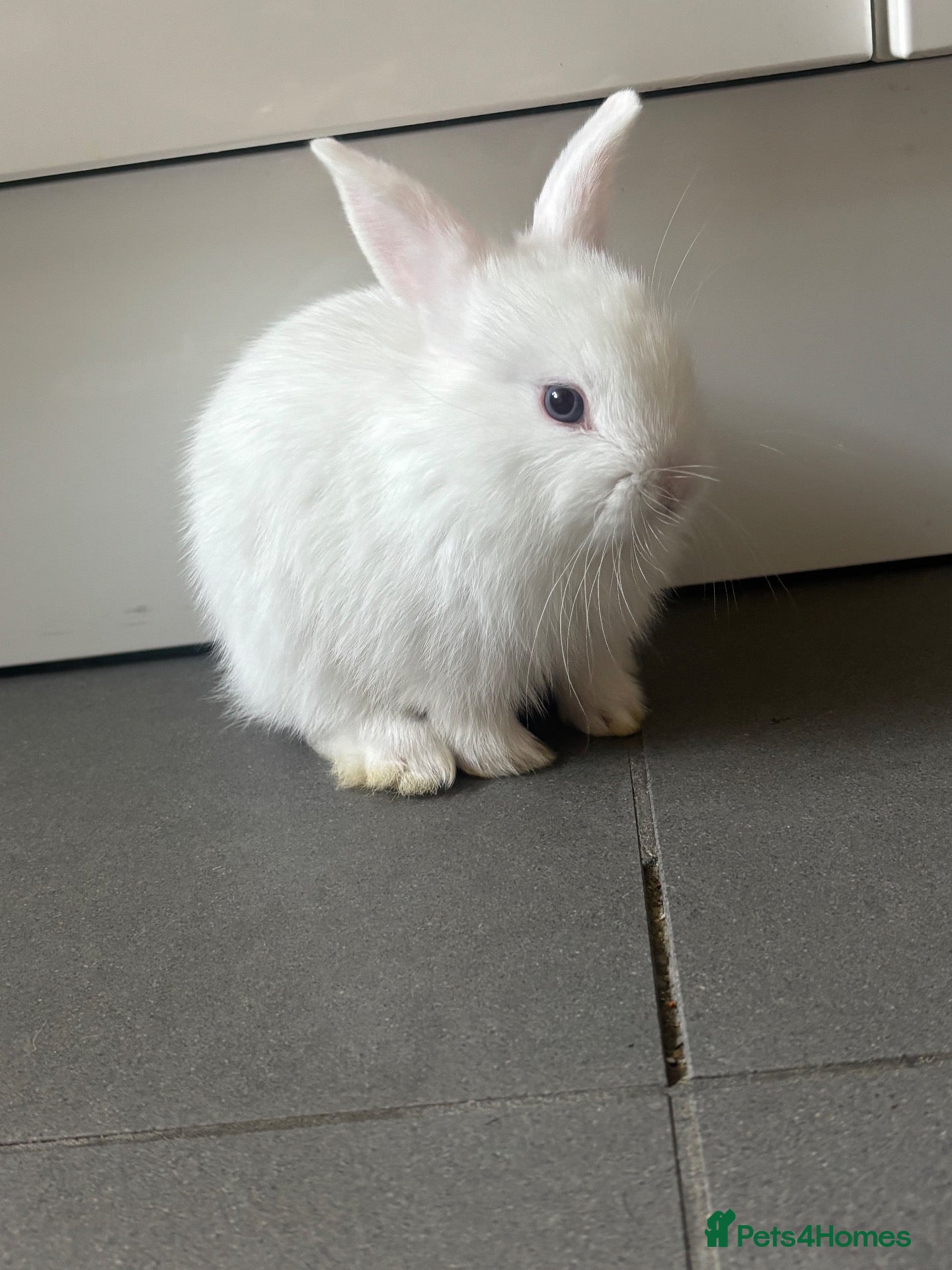 Mixed Breed rabbits White bunny  - Advert 2