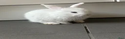 Mixed Breed rabbits for sale: White bunny  in Bromley - Advert 1