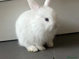 Mixed Breed rabbits White bunny - Advert 2