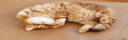 Scottish Fold cats for sale: READY NOW RARE INSTAGRAM KITTENS  - Advert 13