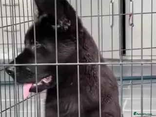 German Shepherd dogs TOP QUALITY LINES GERMAN SHEPERD K.C.Reg GSD PUPS - Advert 16