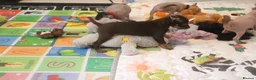 Mexican Hairless dogs for sale: NEW intermediate naked boy 2000 read the advert. - Advert 19