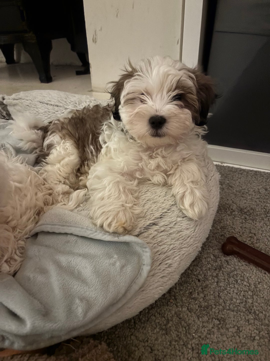 Shihpoo dogs for sale: Beautiful puppies Ready for their forever homes  - Advert 7