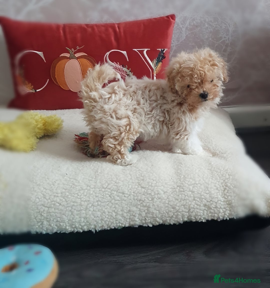 Maltipoo dogs for sale: 🌟💛🌟Precious Biscuit Princess 🌟💛🌟  - Advert 4