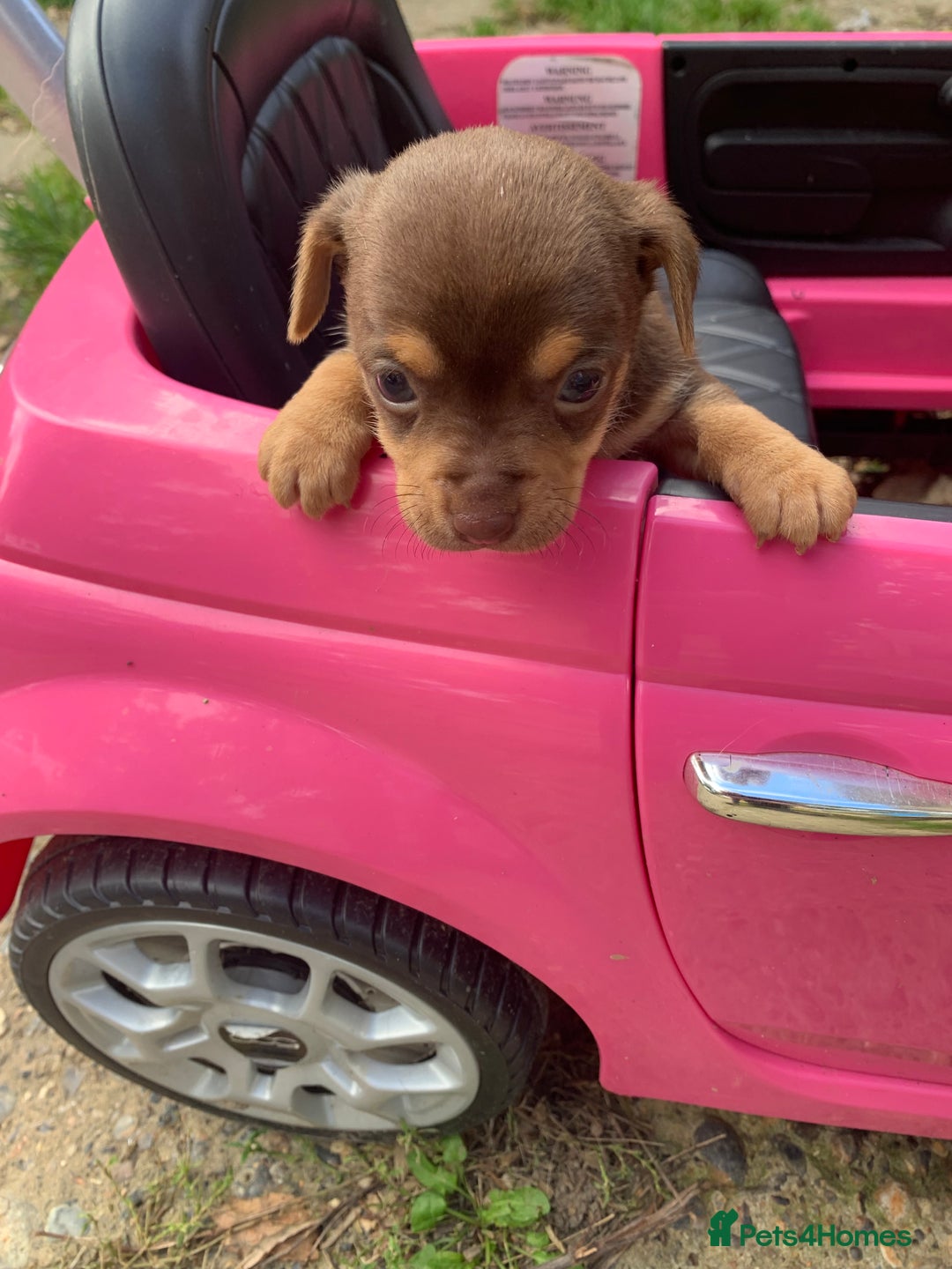 Mixed Breed dogs for sale: Stunning chihuahua x puppys - Image 15