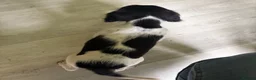 English Springer Spaniel dogs for sale: English springer spaniel puppies - Advert 11