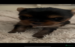 Mixed Breed dogs for sale: Biewer terrier puppy male, vaccs chip ect  - Image 10