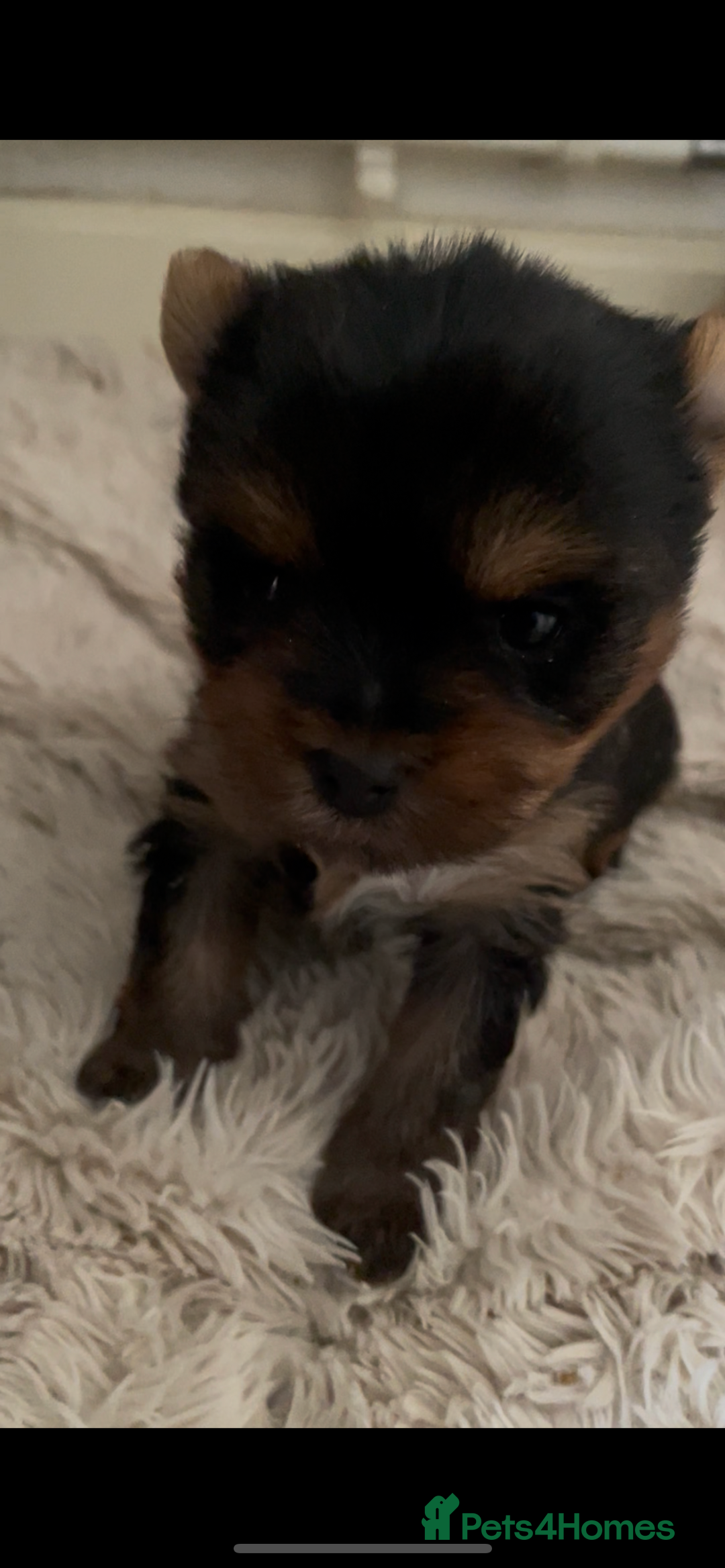 Mixed Breed dogs for sale: Biewer terrier puppy male, vaccs chip ect  - Image 10