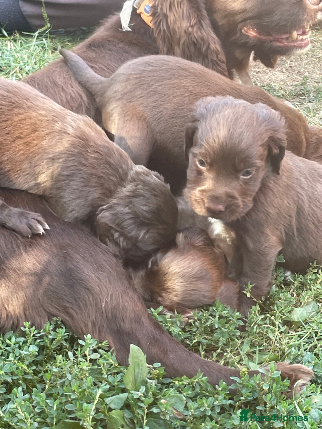 Mixed Breed dogs for sale: Sprockador puppies for sale  - Image 14