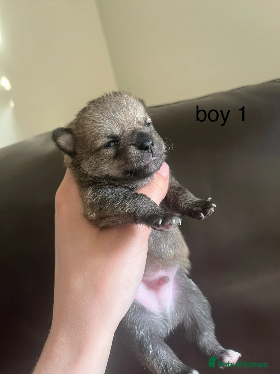 Pomchi dogs for sale: Pomchi puppy's  - Advert 6