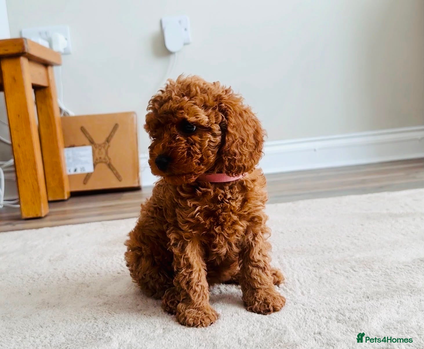 Cavapoo dogs Cavapoos DNA & Heart tested parentage - Advert 2